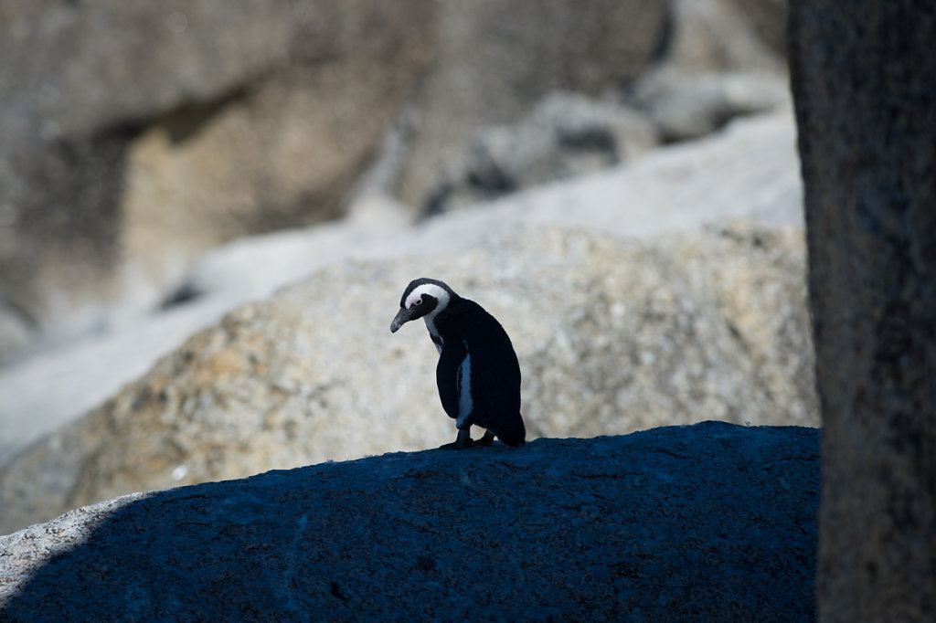 Simon's Town, Boulders Beach