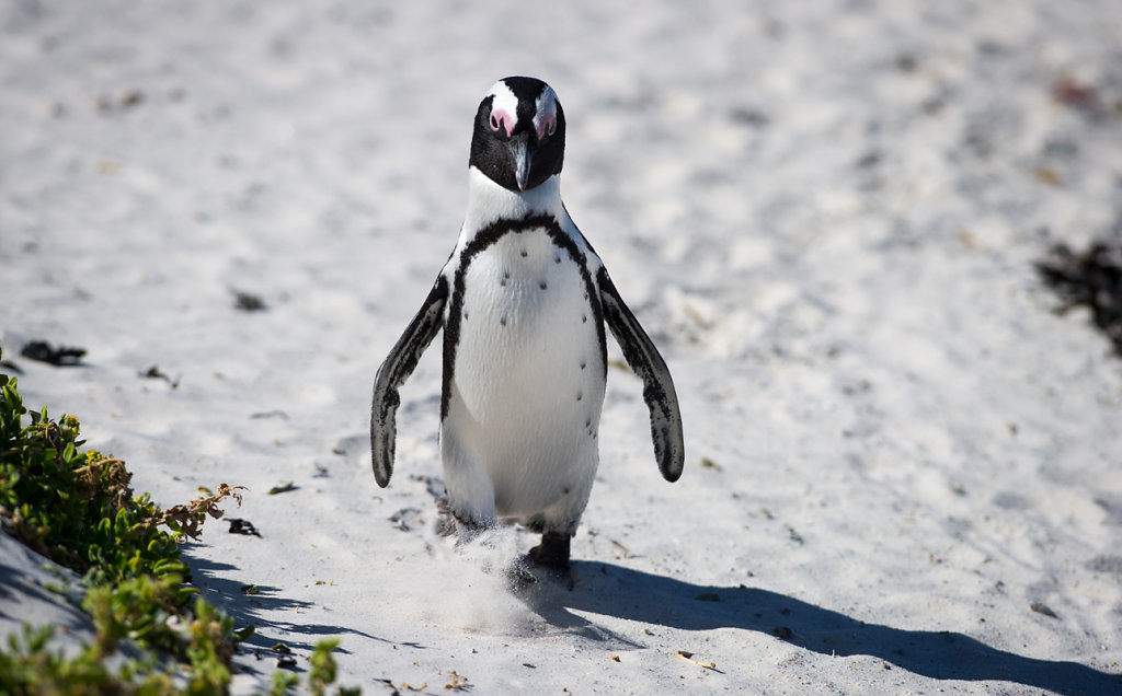 Simon's Town, Boulders Beach